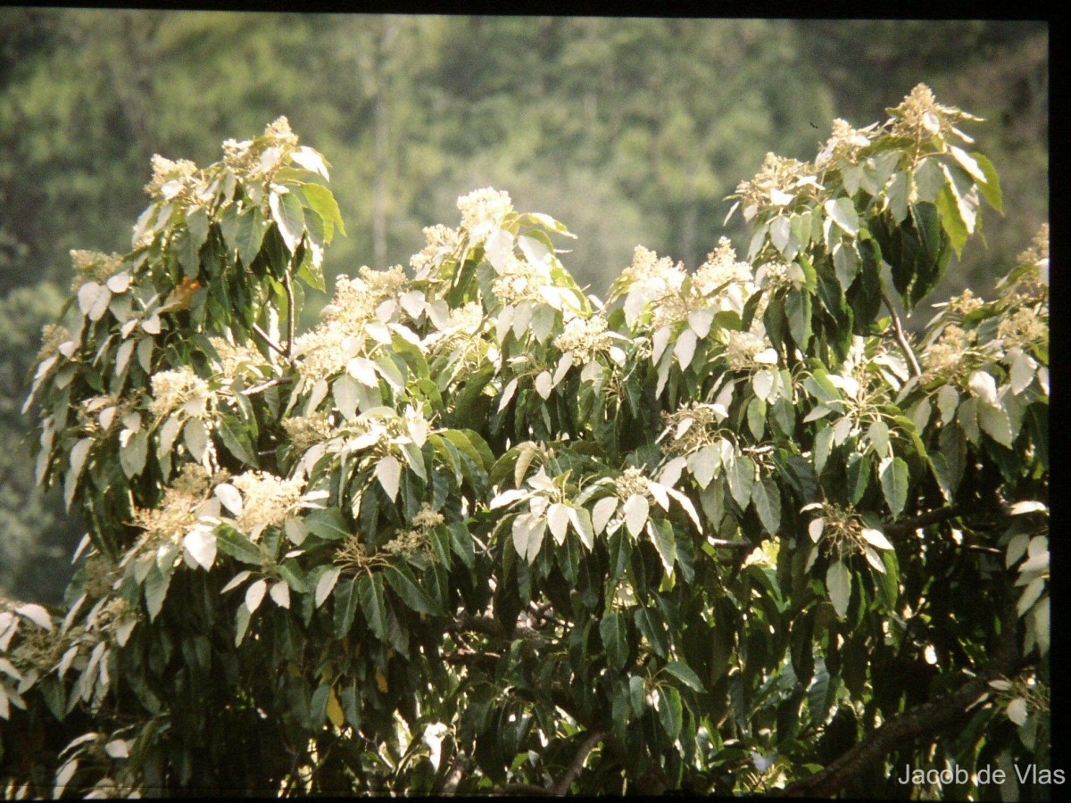 Aleurites moluccanus (L.) Willd.